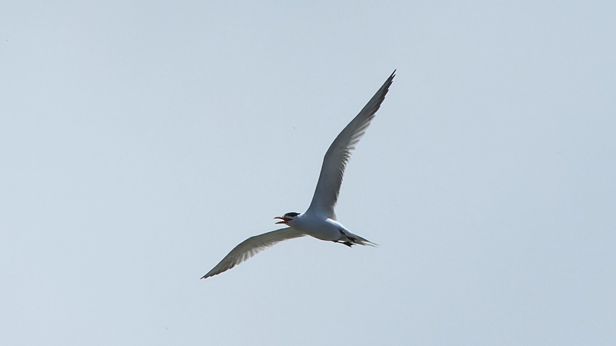 Caspian Tern - ML620320852