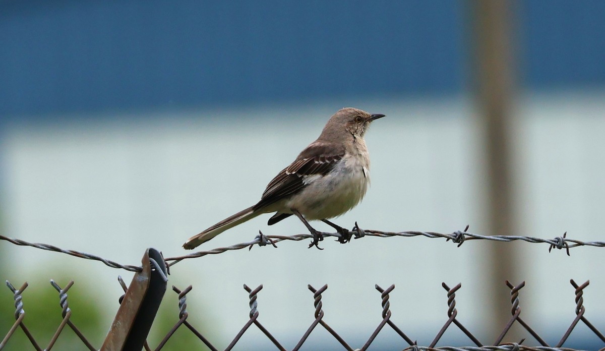 Northern Mockingbird - ML620320865