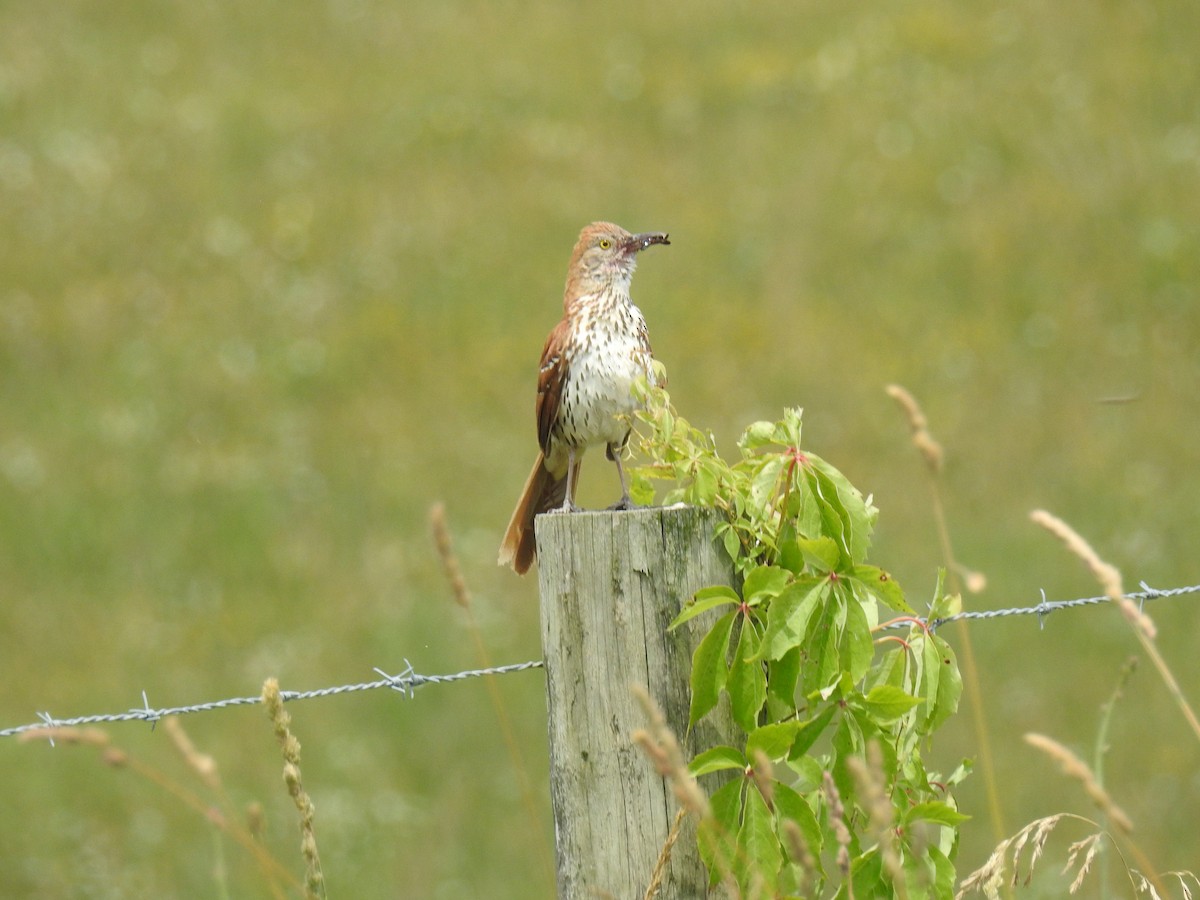 Brown Thrasher - ML620320866