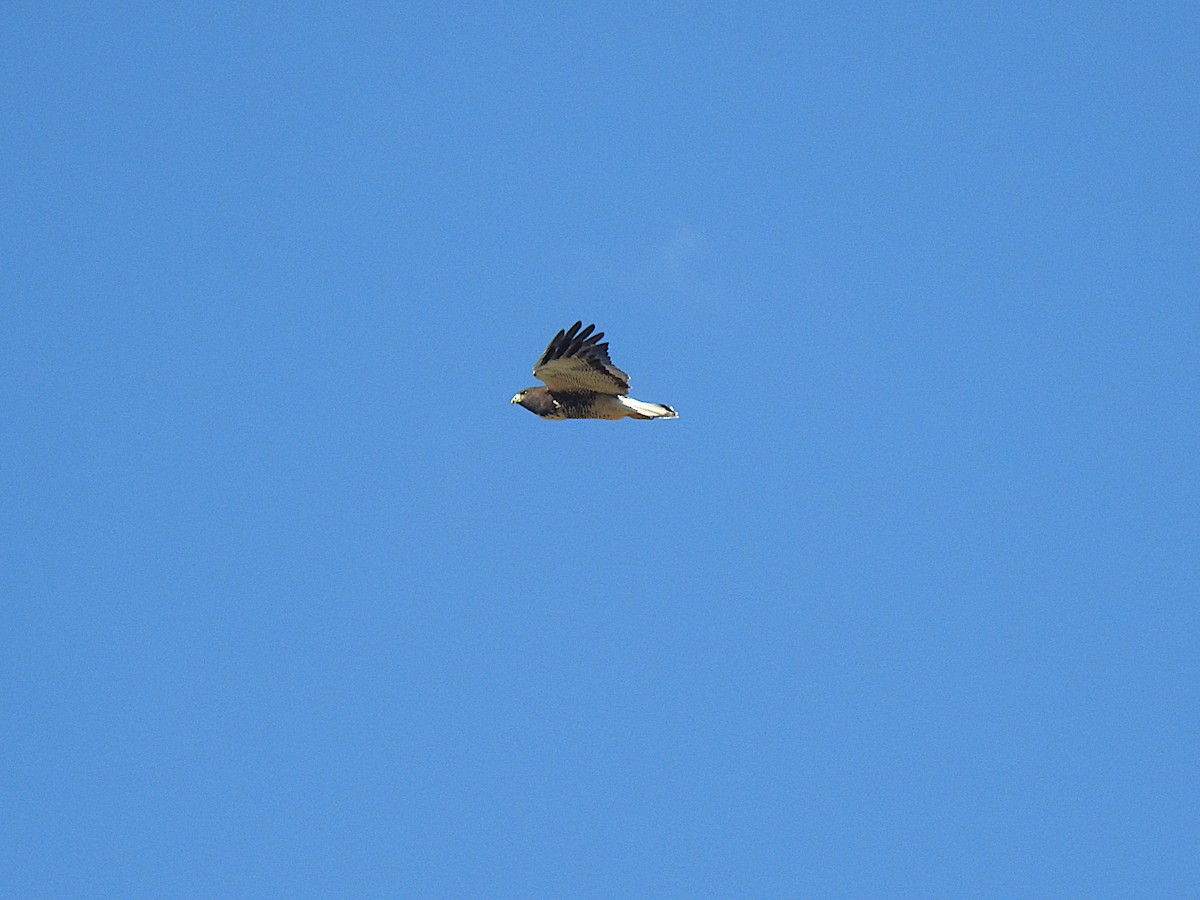 White-tailed Hawk - ML620320872