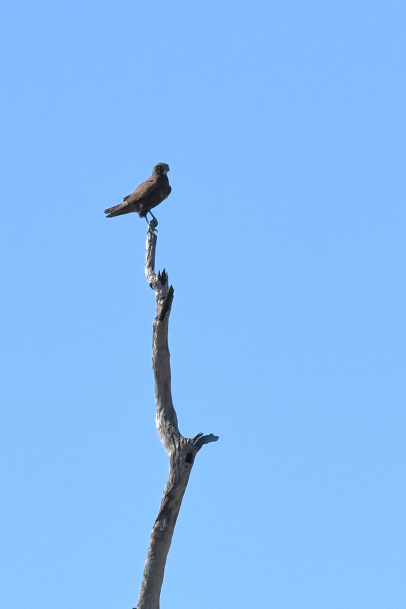 Brown Falcon - ML620320877