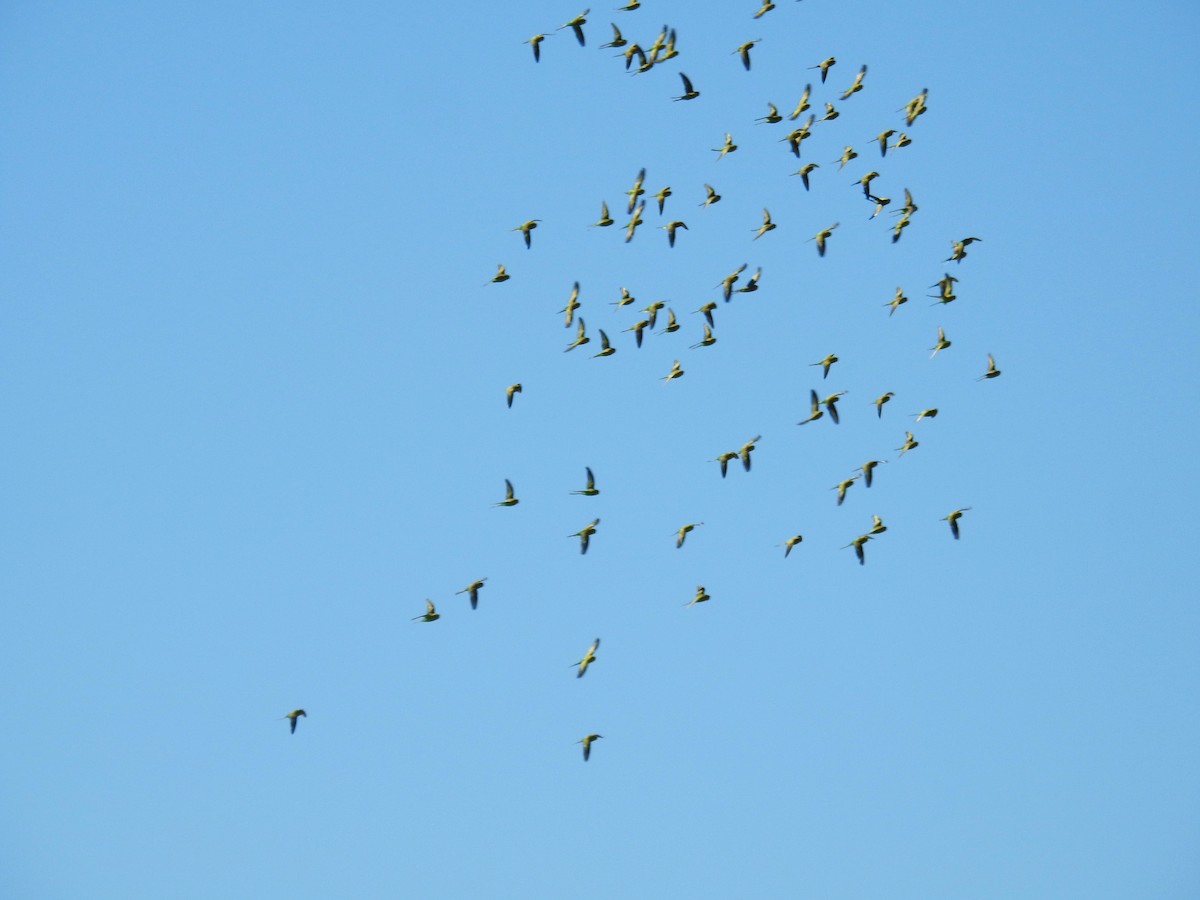 Budgerigar - ML620320879