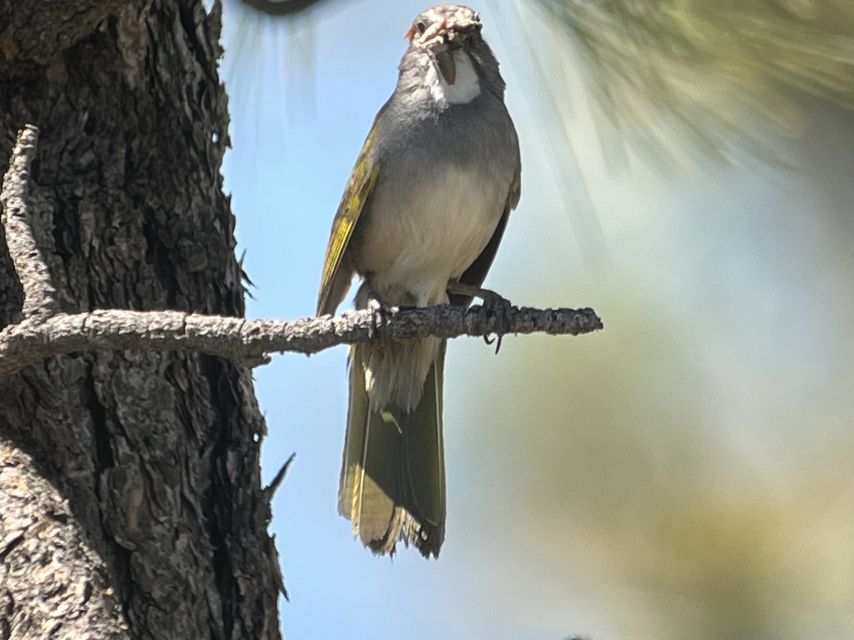 Green-tailed Towhee - ML620320883