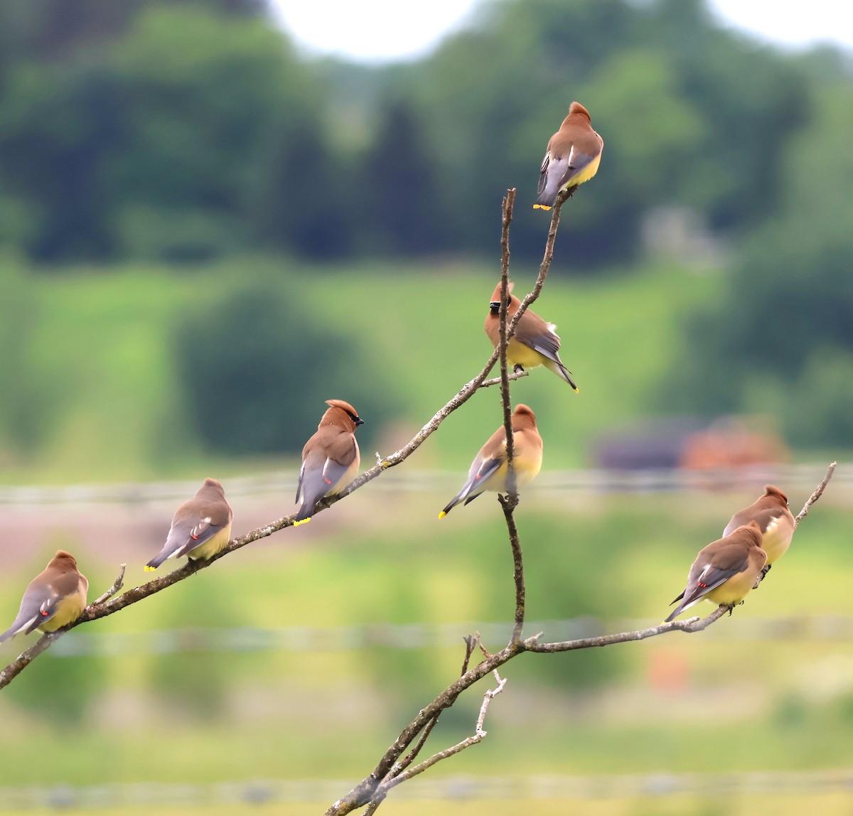 Cedar Waxwing - ML620320885