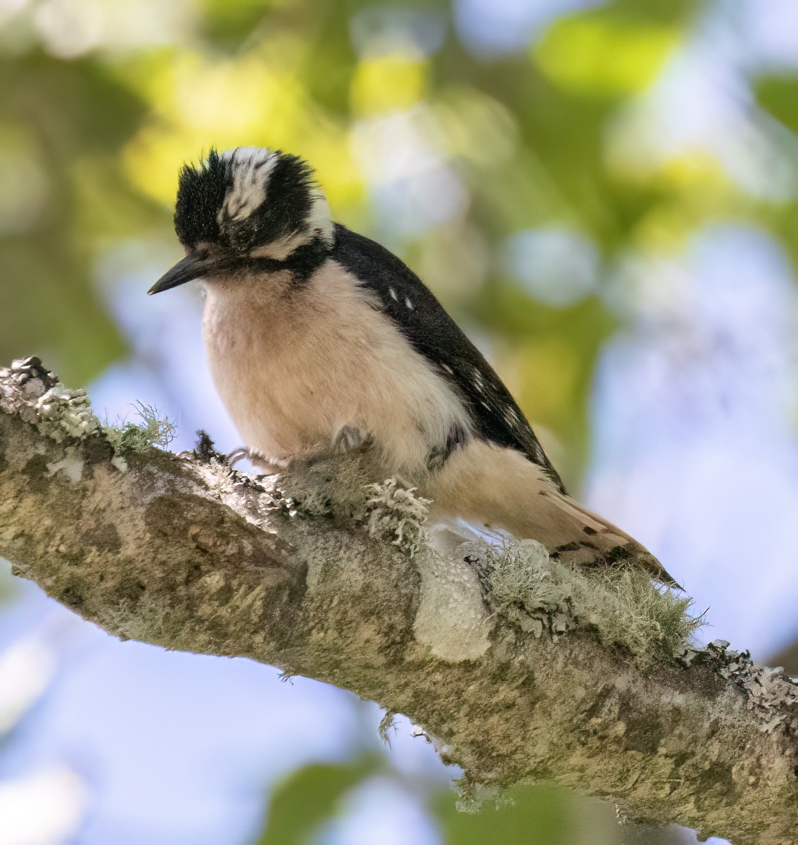 Downy Woodpecker - ML620320888