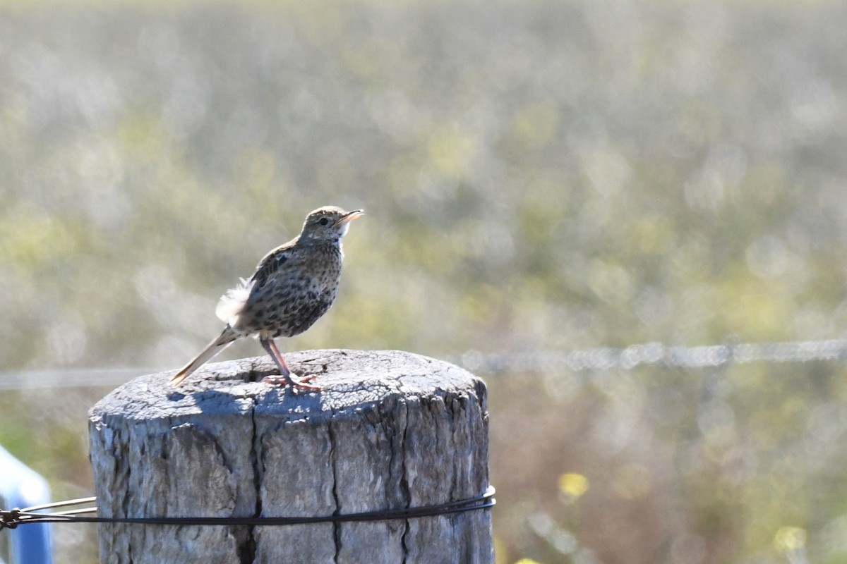 Brown Songlark - ML620320895