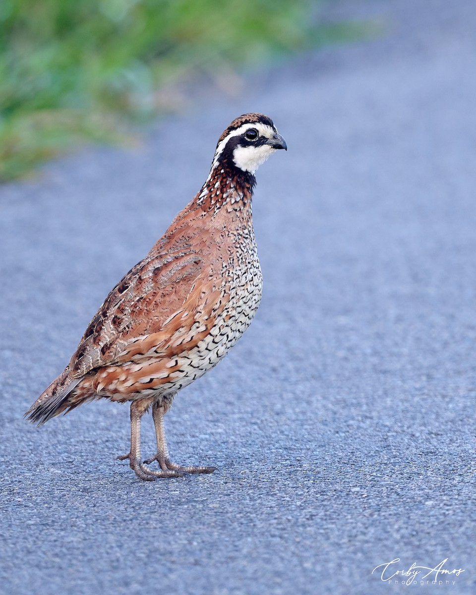 Northern Bobwhite - ML620320898