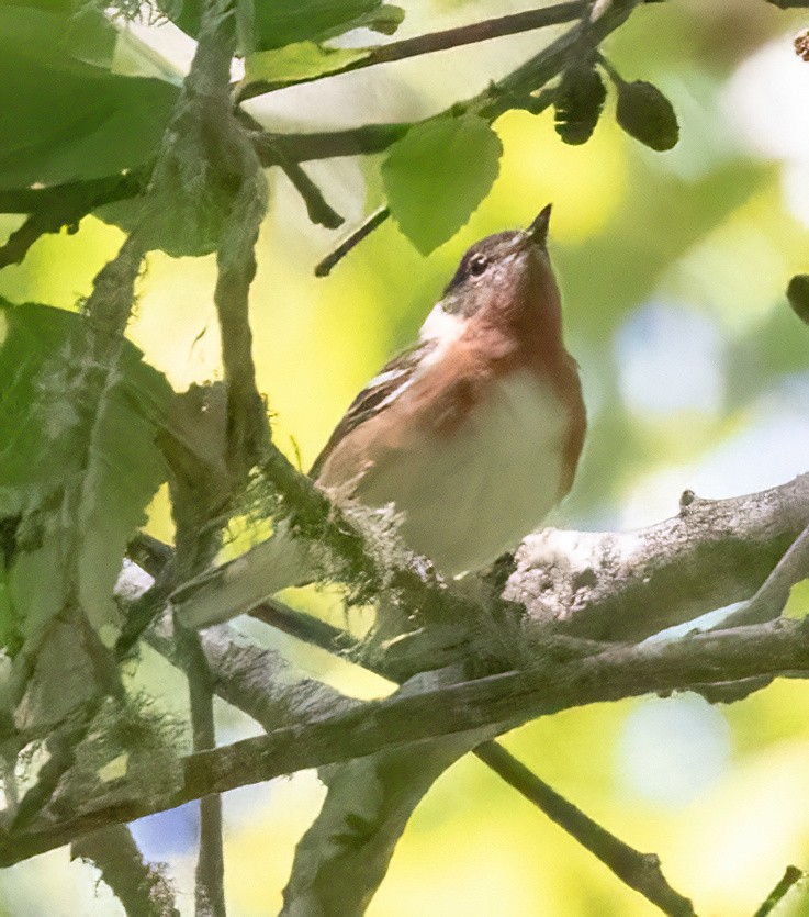 Bay-breasted Warbler - ML620320904