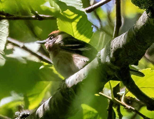 Bay-breasted Warbler - ML620320905