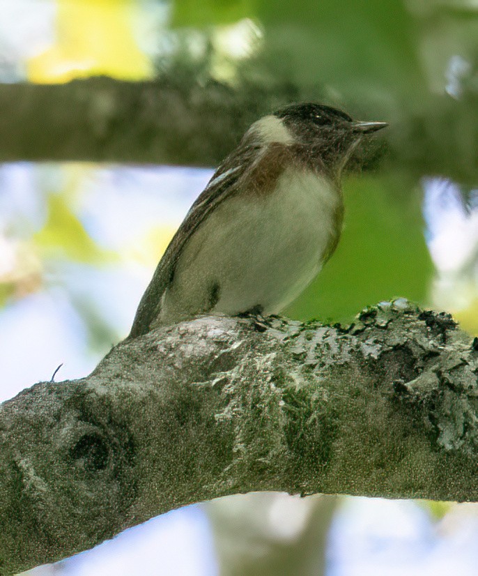 Bay-breasted Warbler - ML620320906