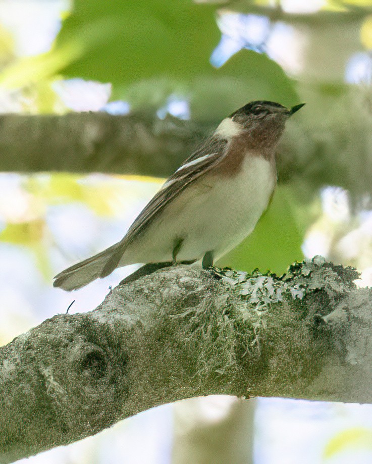 Braunkehl-Waldsänger - ML620320907