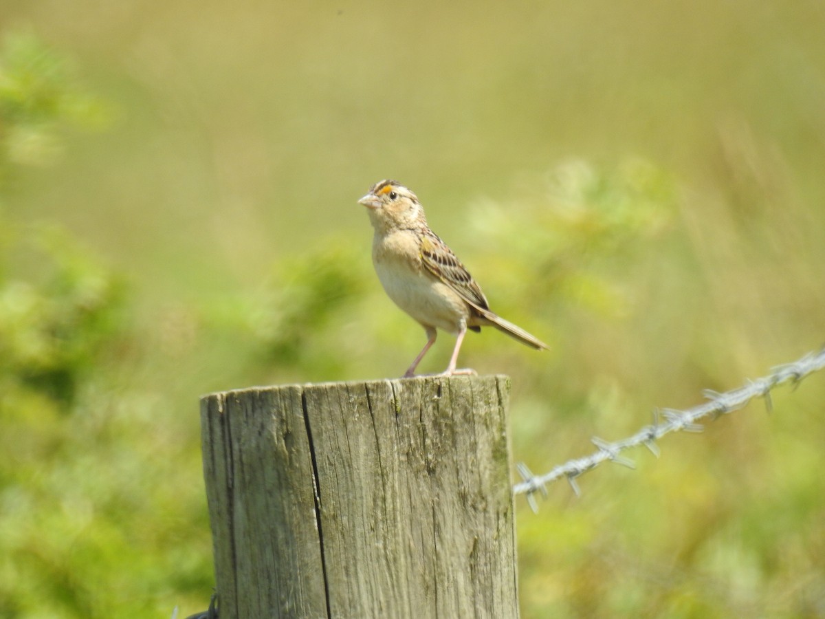 Grasshopper Sparrow - ML620320910