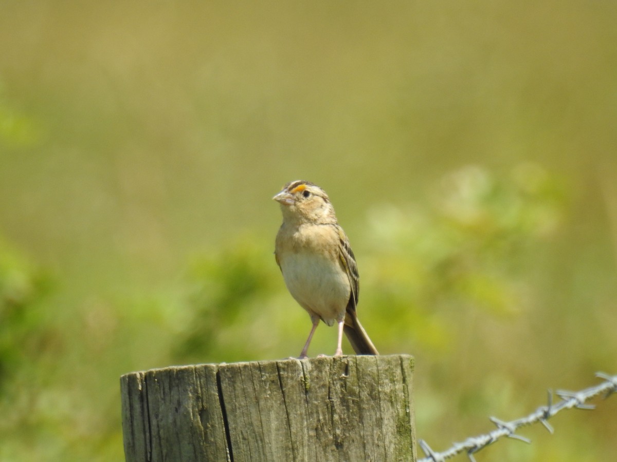 Grasshopper Sparrow - ML620320911