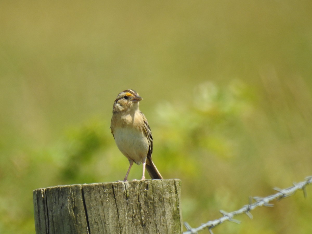 Grasshopper Sparrow - ML620320912