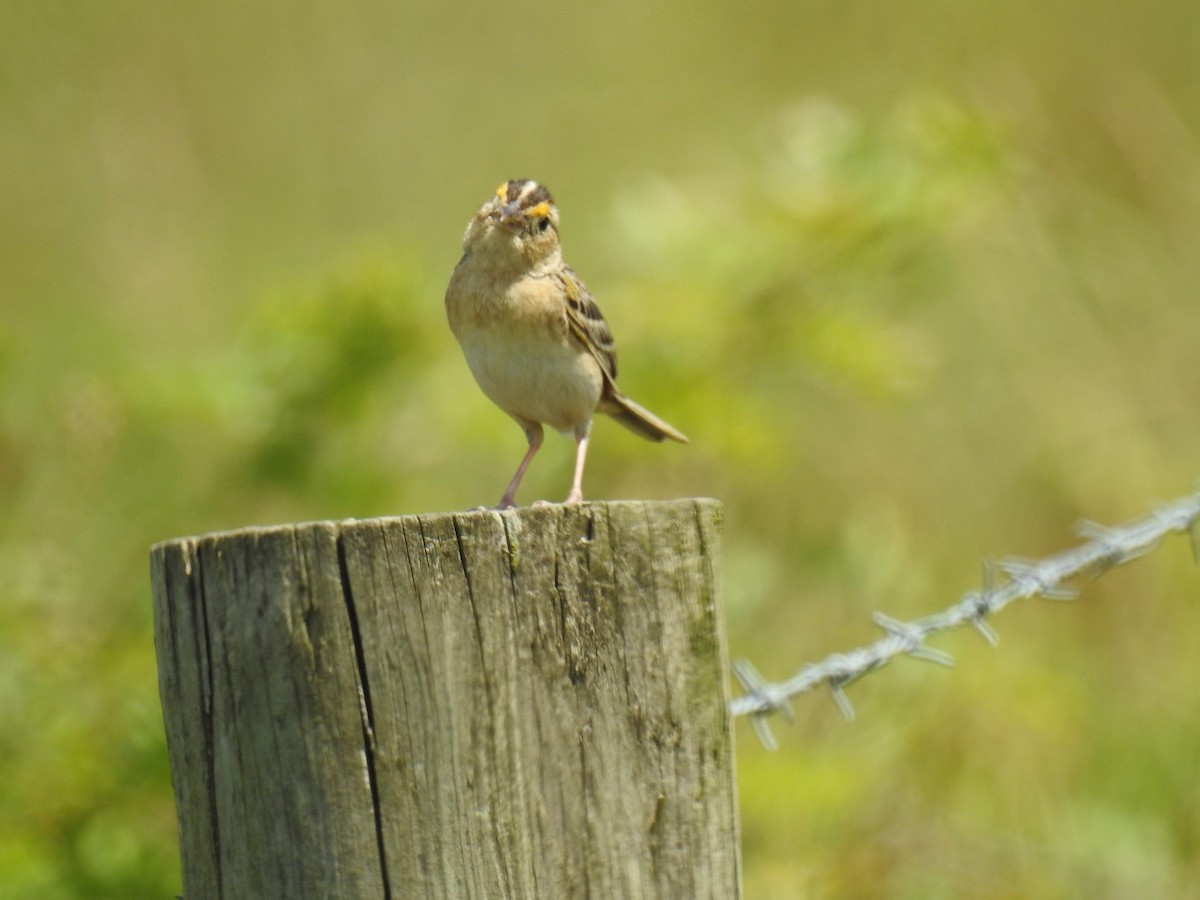 Grasshopper Sparrow - ML620320913