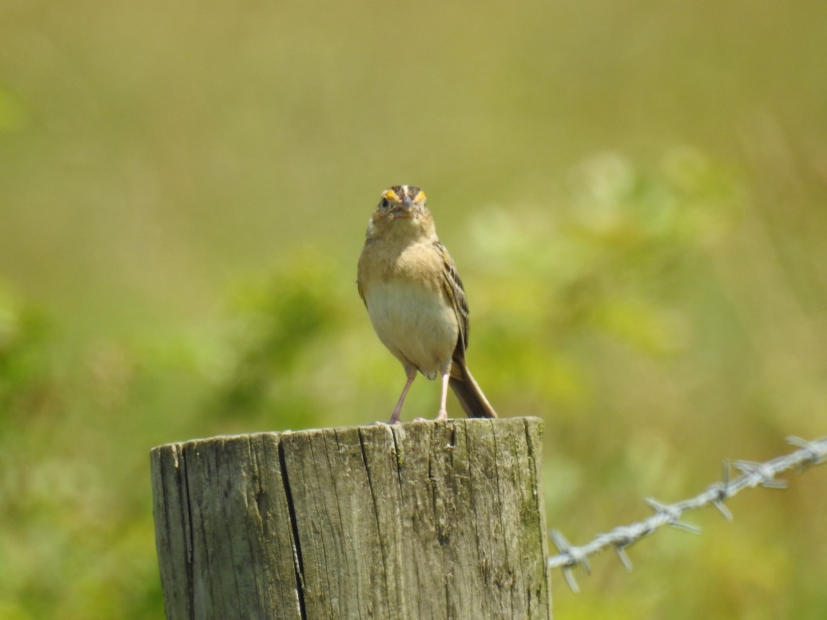 Grasshopper Sparrow - ML620320914