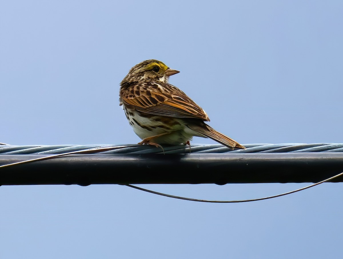 Savannah Sparrow - ML620320915