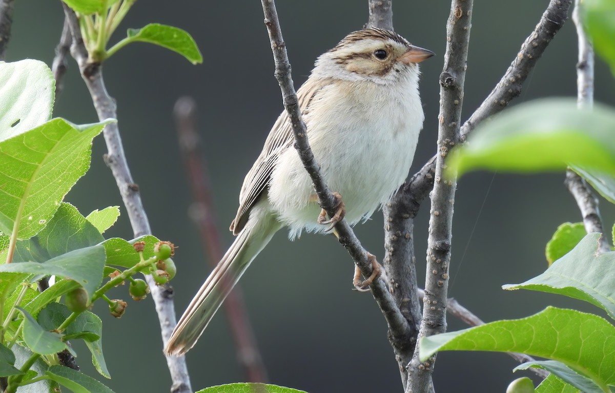 Clay-colored Sparrow - ML620320931