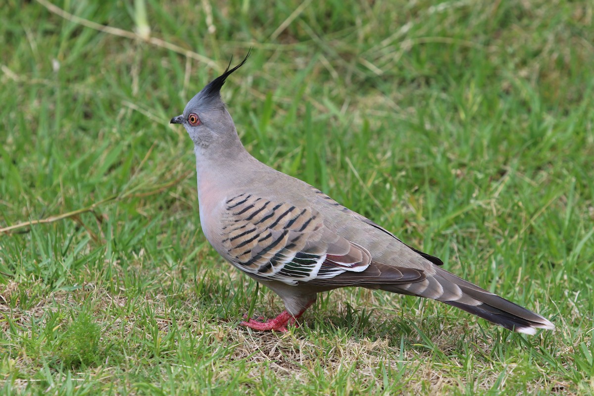 Crested Pigeon - ML620320937