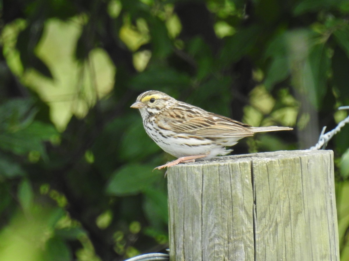 Savannah Sparrow - ML620320944