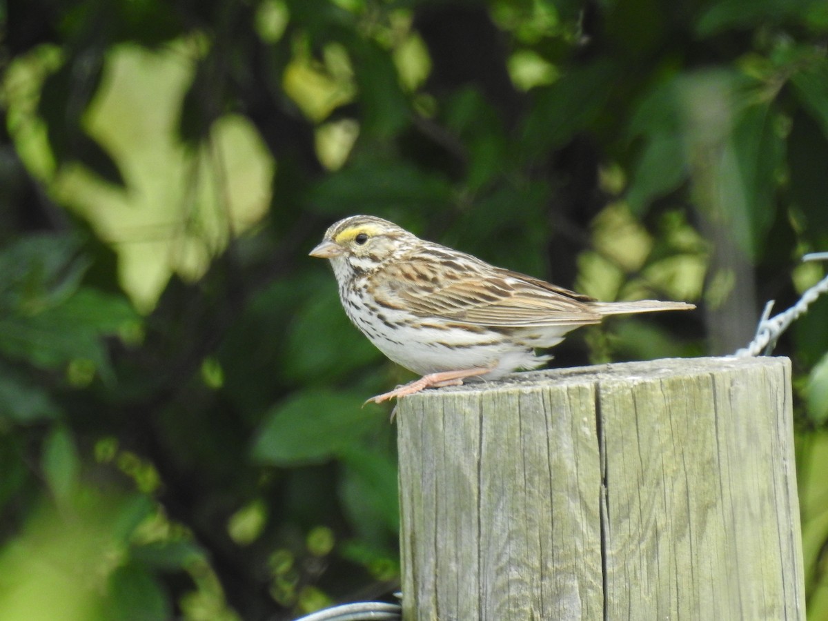 Savannah Sparrow - James Holsinger