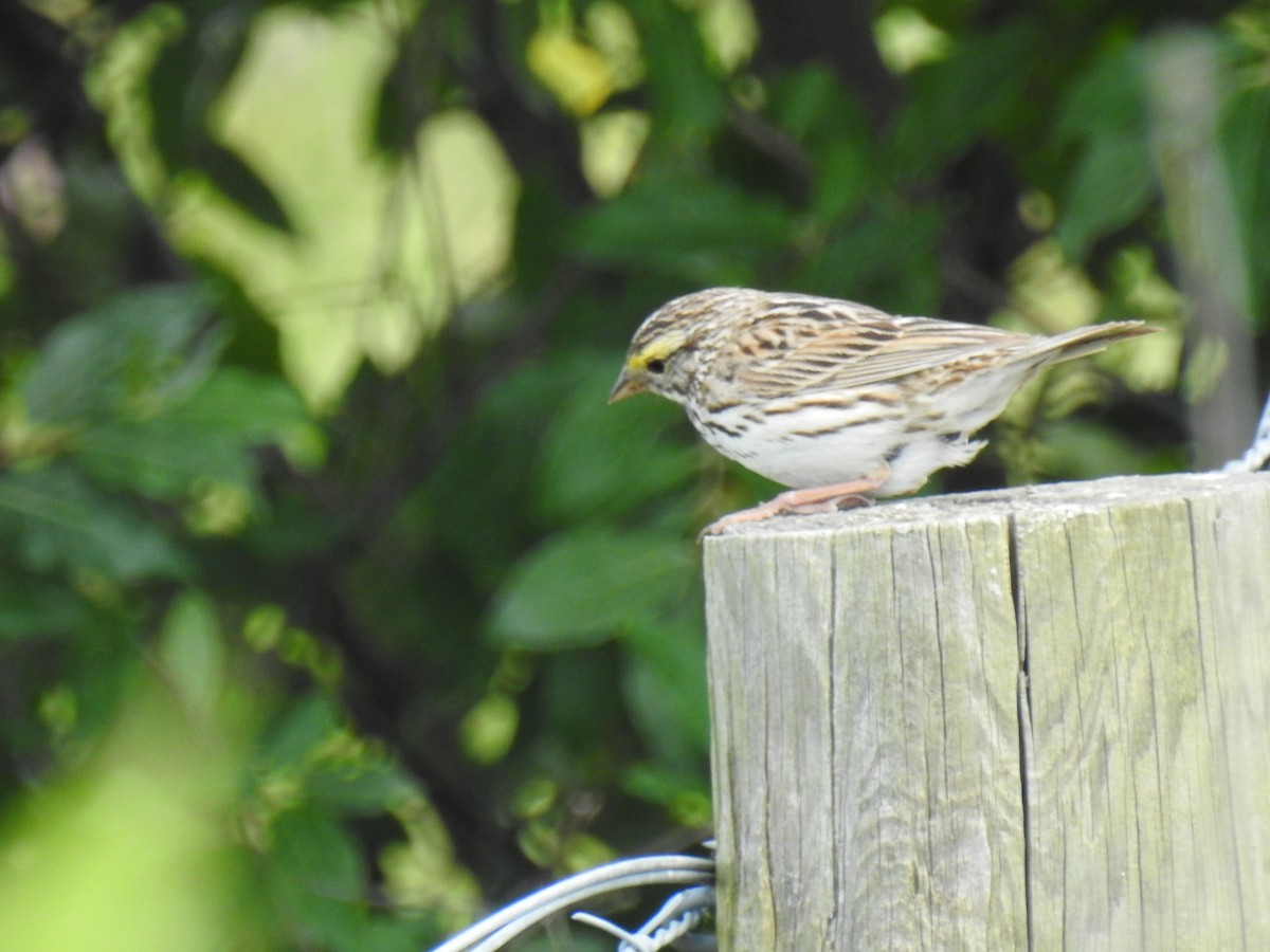 Savannah Sparrow - ML620320948