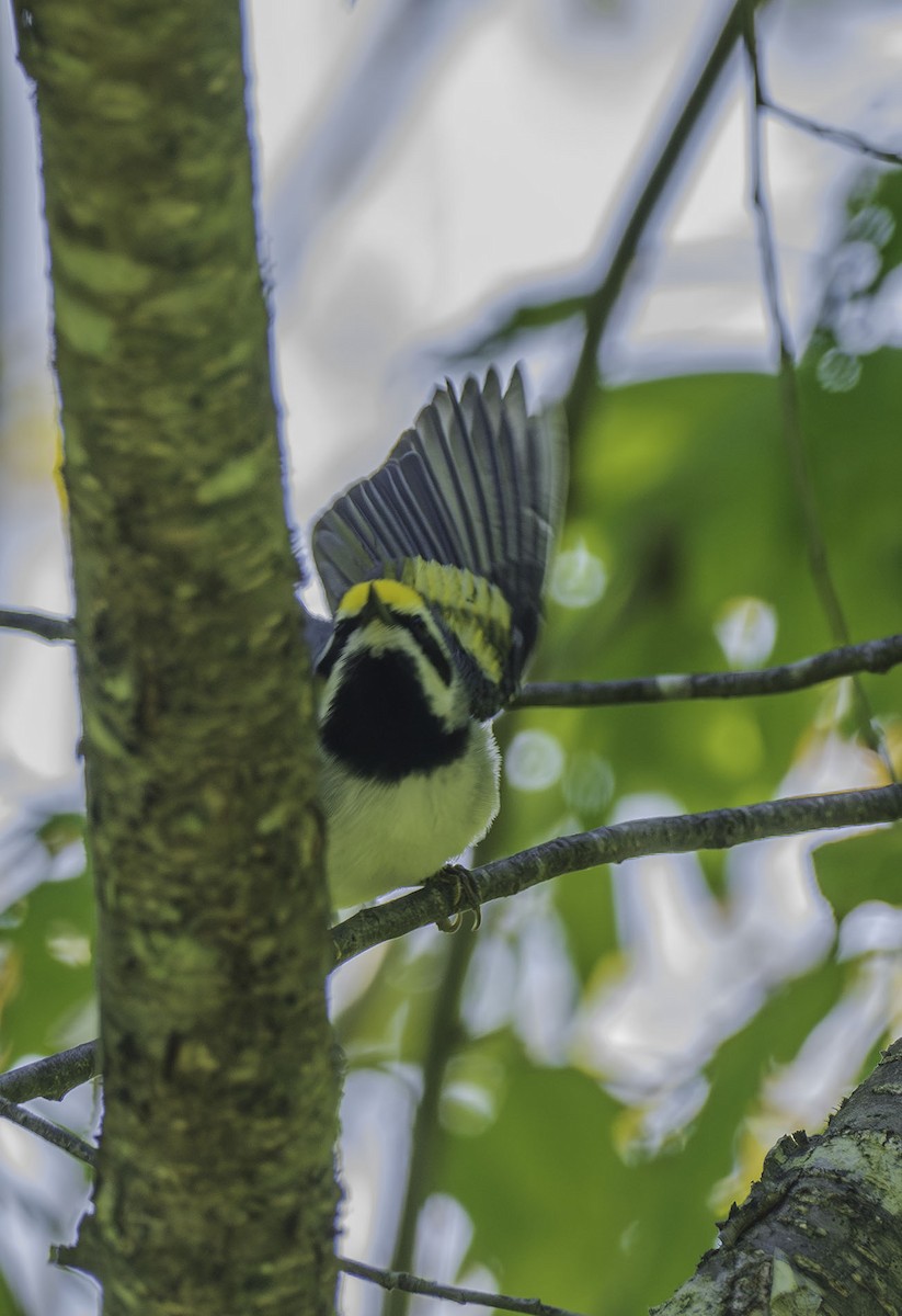 Golden-winged Warbler - ML620320952