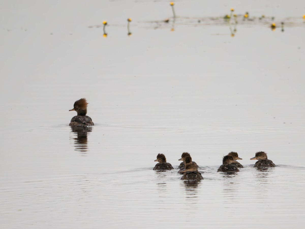 Hooded Merganser - ML620320962