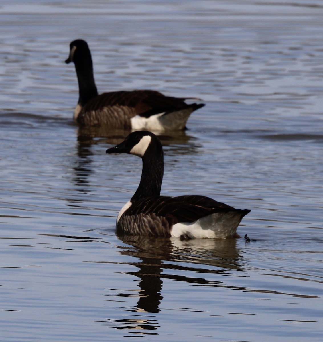 Canada Goose - ML620320963