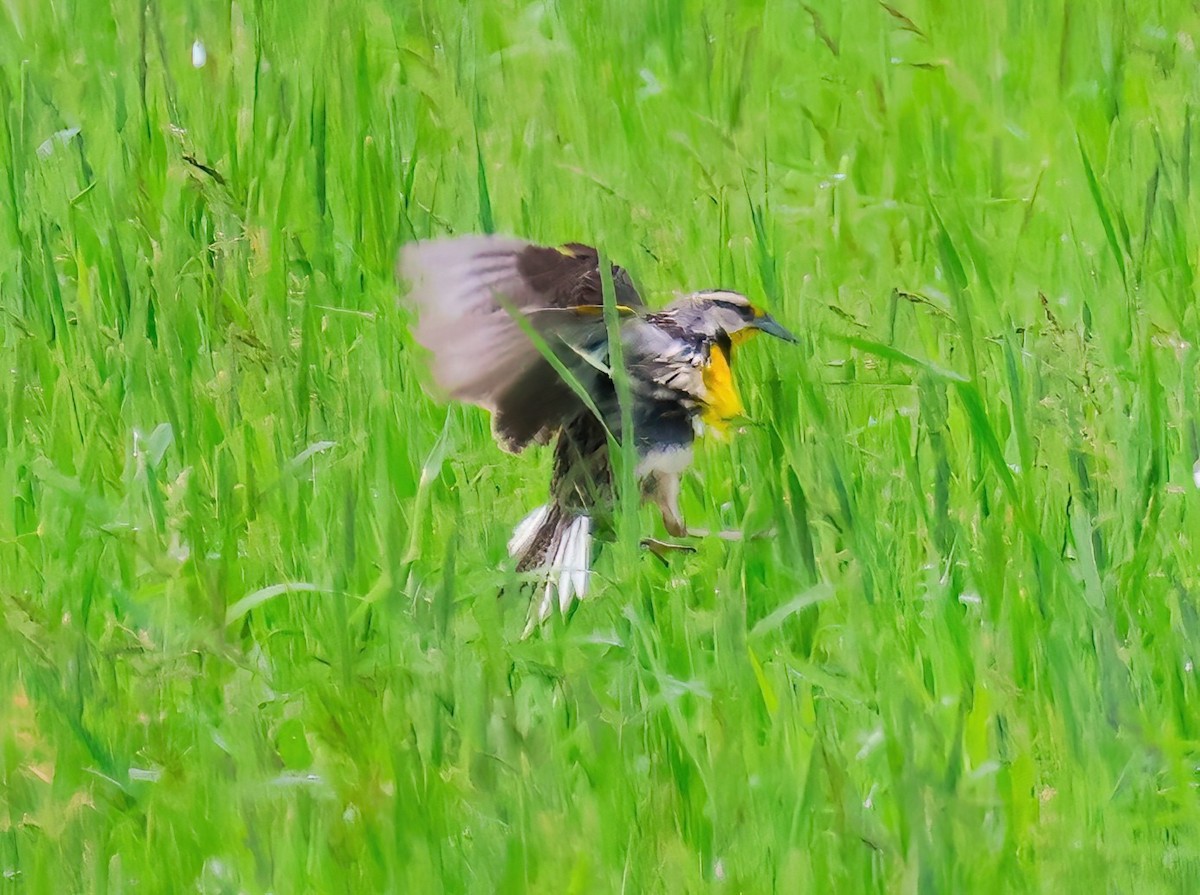 Eastern Meadowlark - ML620320977