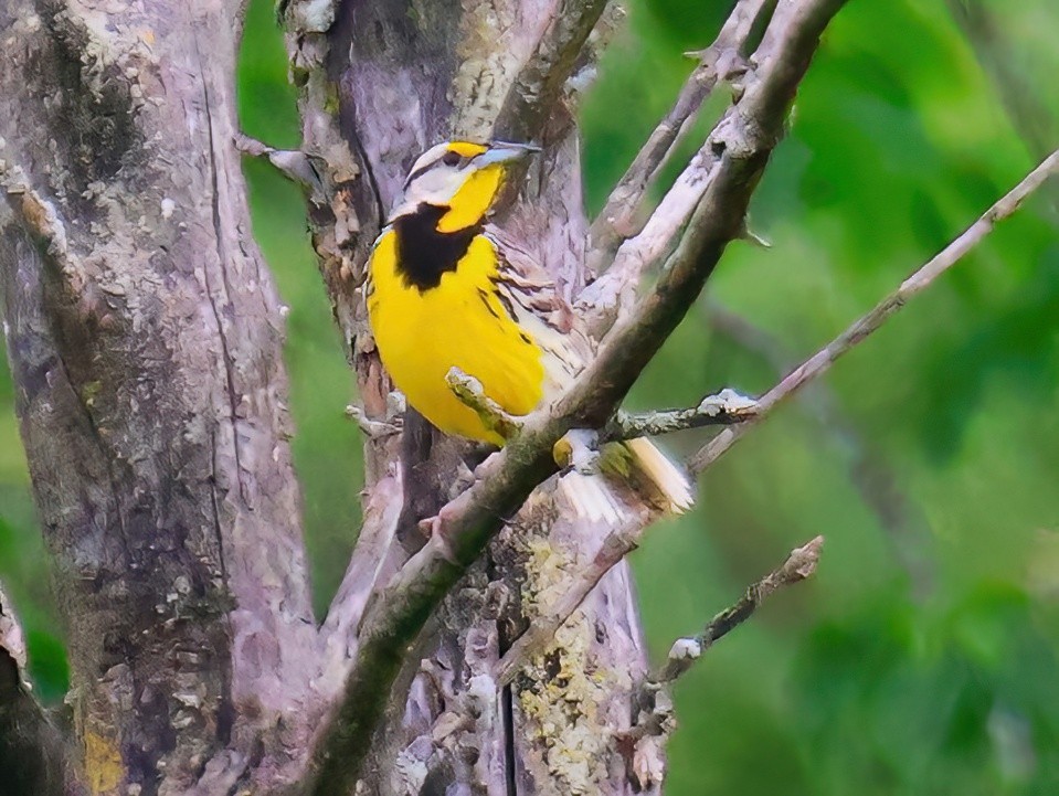 Eastern Meadowlark - ML620320978