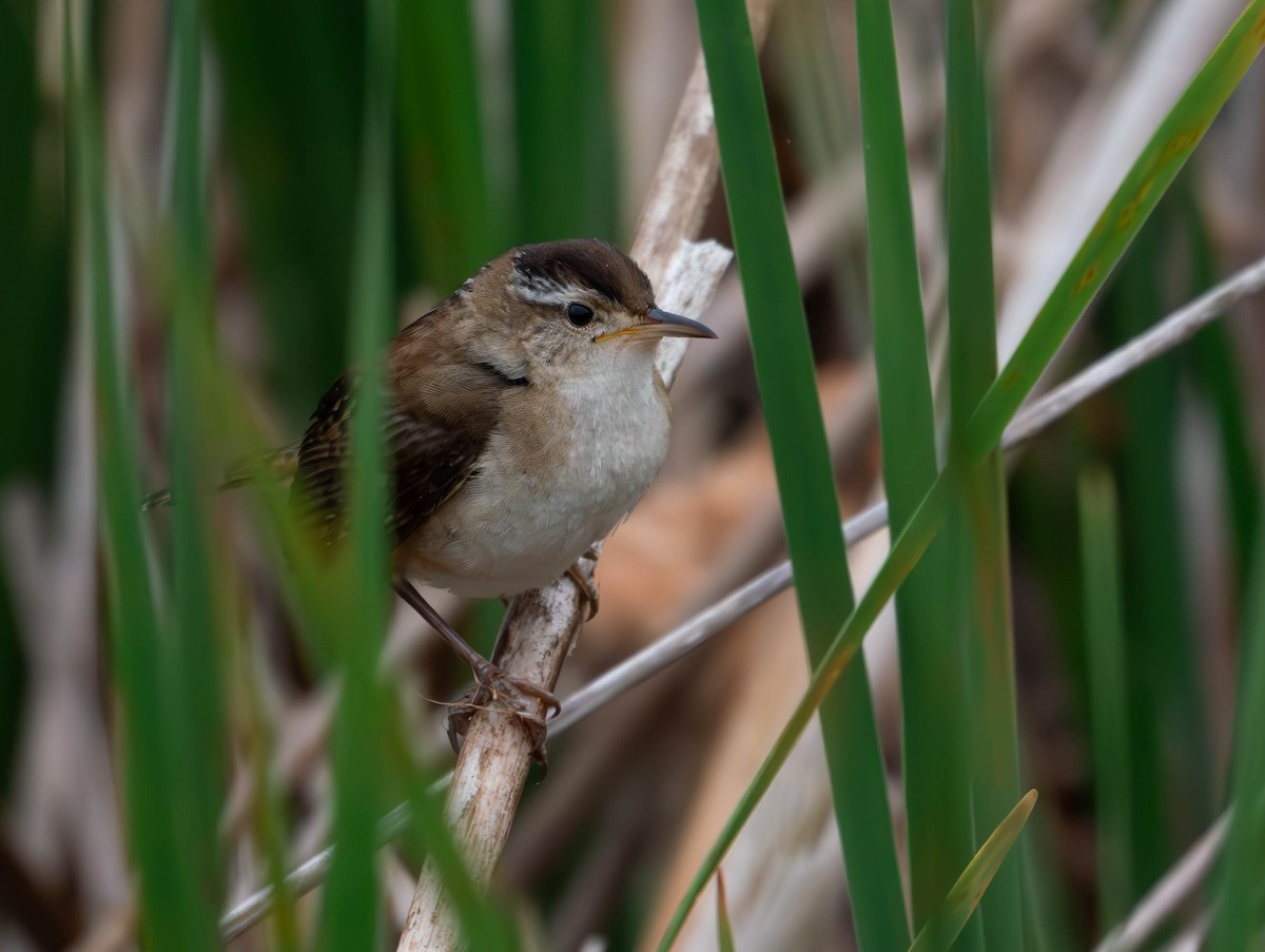 Marsh Wren - ML620320980