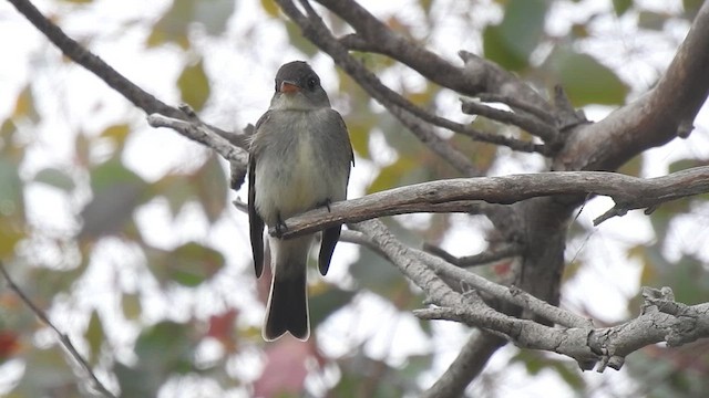 Eastern Wood-Pewee - ML620320985