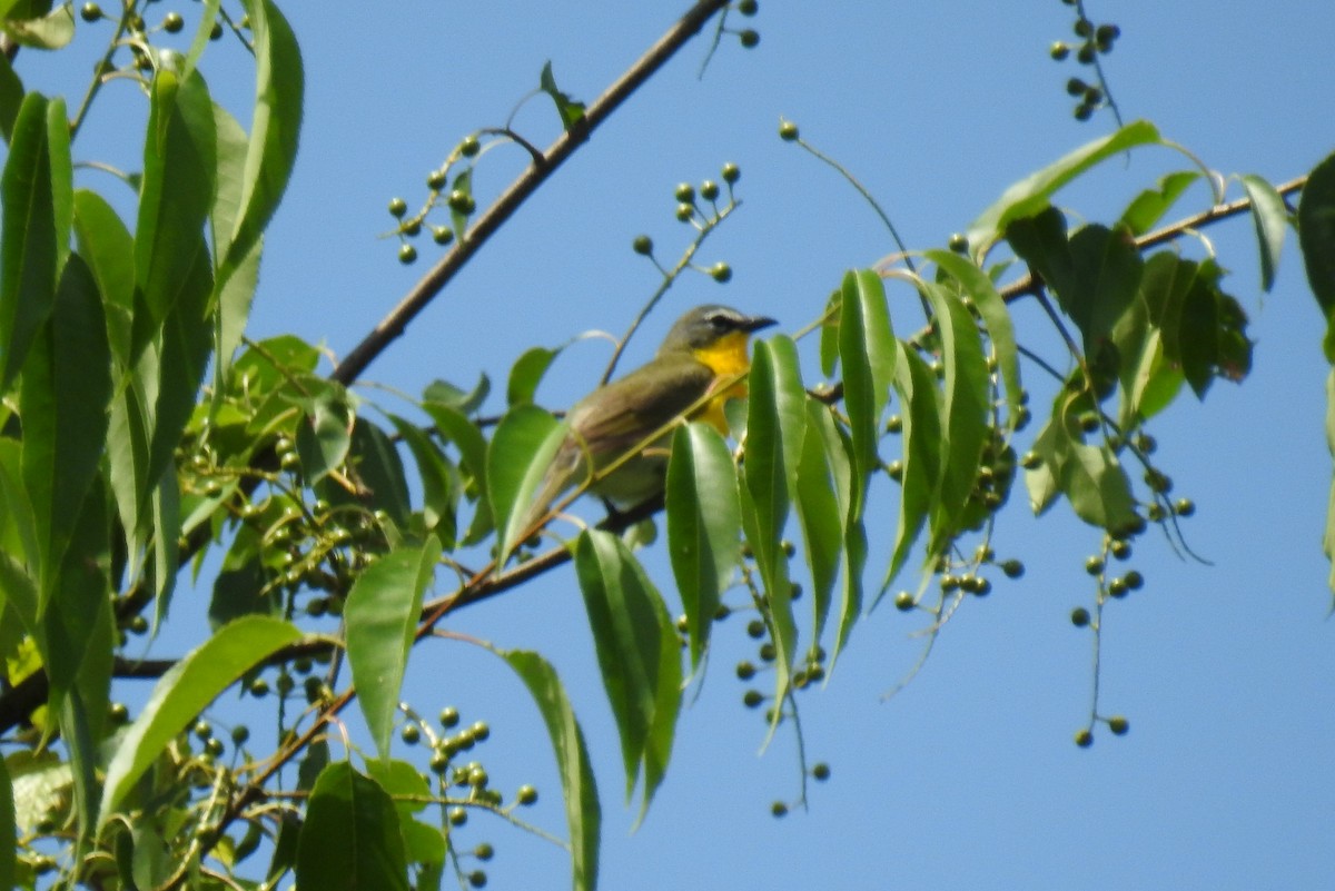 Yellow-breasted Chat - ML620320987