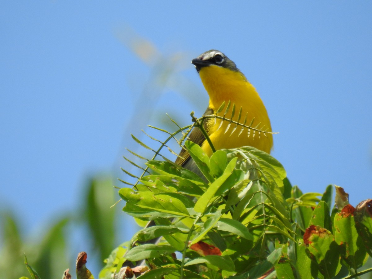 Yellow-breasted Chat - ML620320988