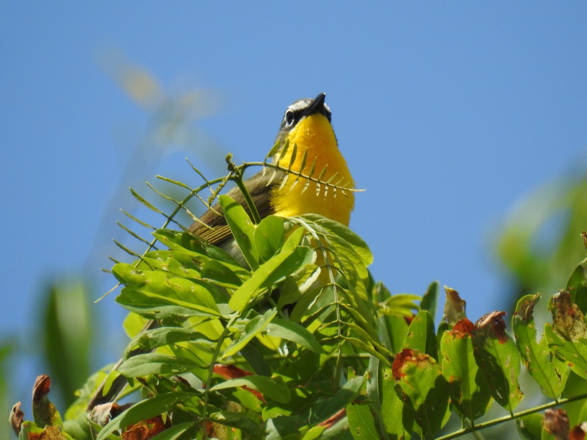 Yellow-breasted Chat - ML620320989