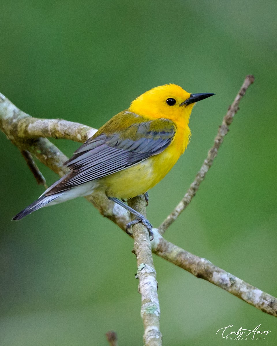 Prothonotary Warbler - Corby Amos