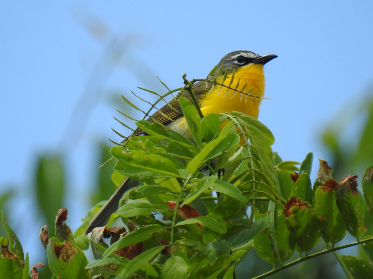 Yellow-breasted Chat - ML620320992