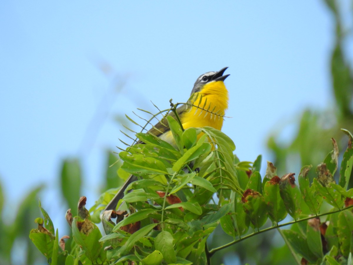 Yellow-breasted Chat - ML620320994