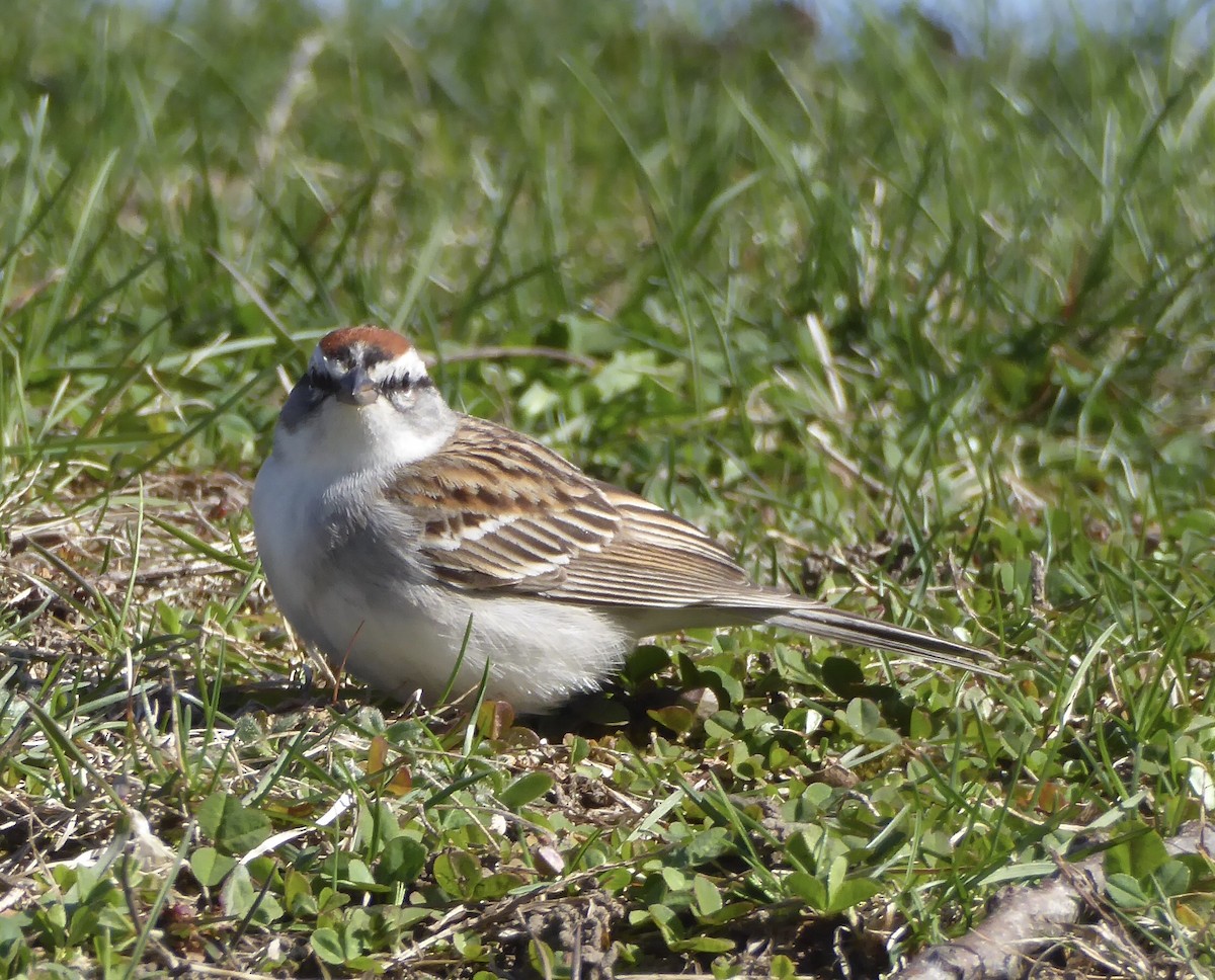 Chipping Sparrow - ML620320995