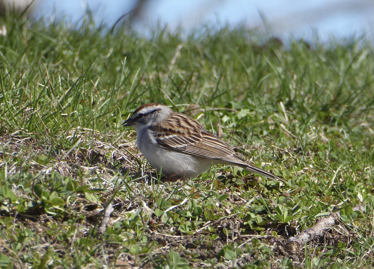 Chipping Sparrow - ML620320996