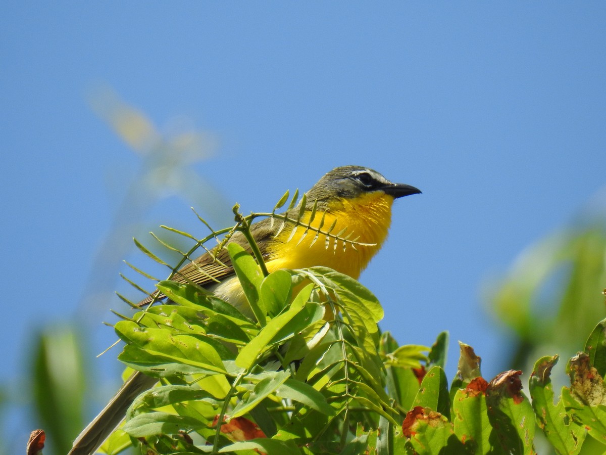 Yellow-breasted Chat - ML620320997