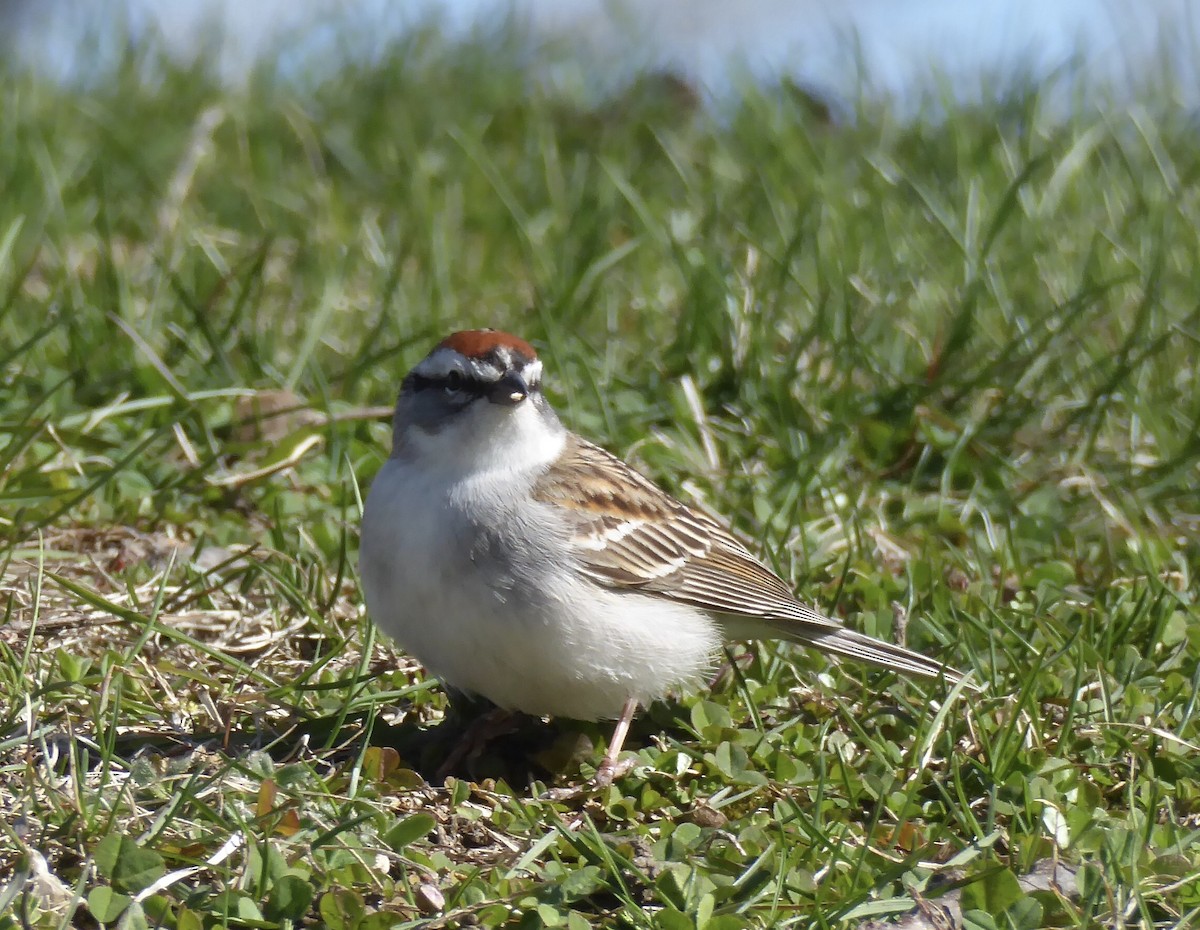 Chipping Sparrow - ML620320998