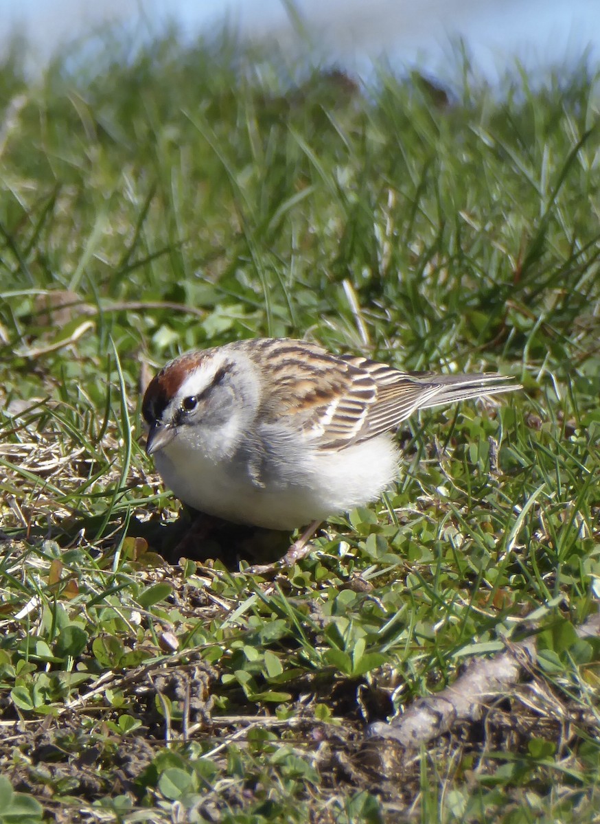 Chipping Sparrow - ML620320999