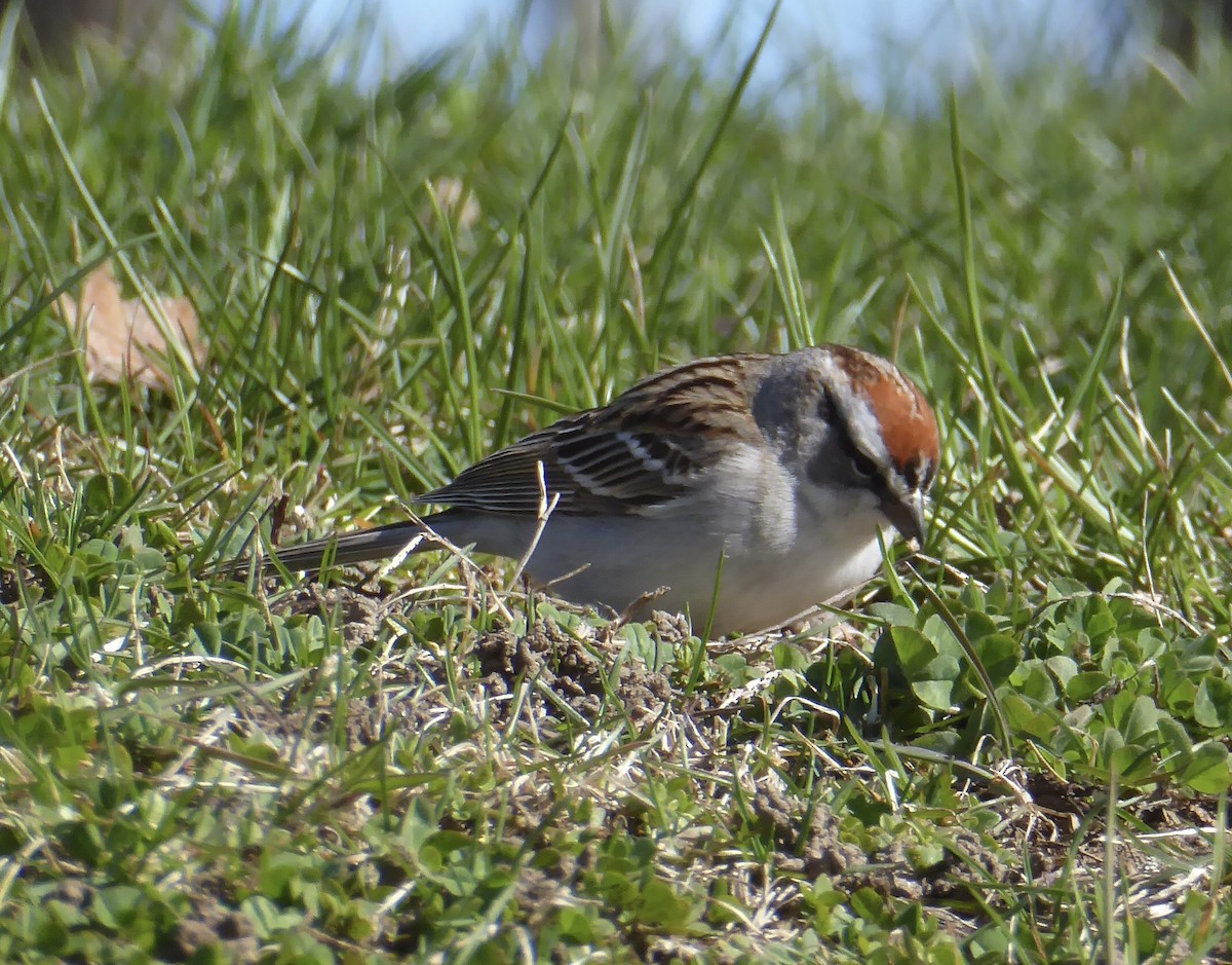 Chipping Sparrow - ML620321000