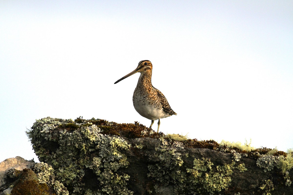 Common Snipe - ML620321009