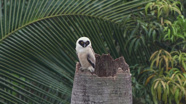 Spectacled Owl - ML620321010