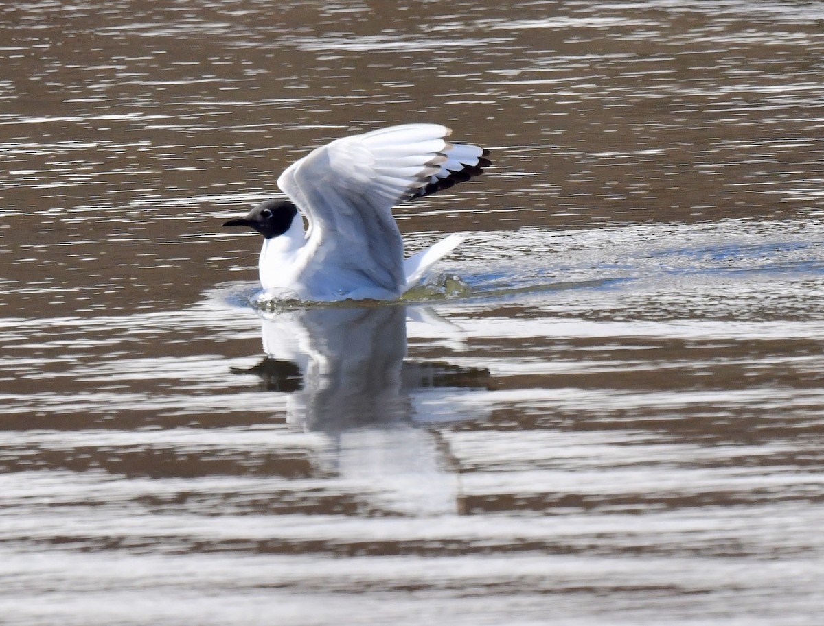 Bonaparte's Gull - ML620321026