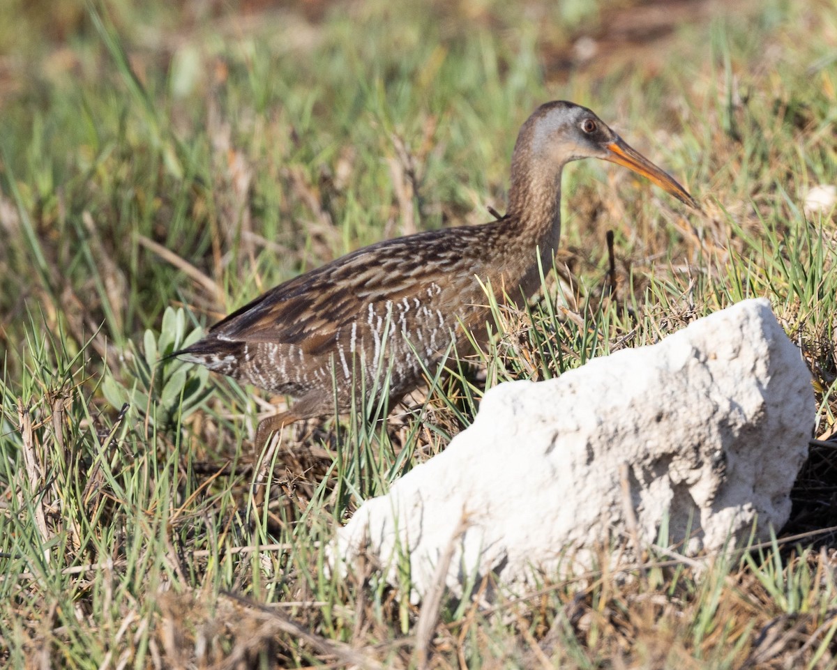 Râle tapageur - ML620321027