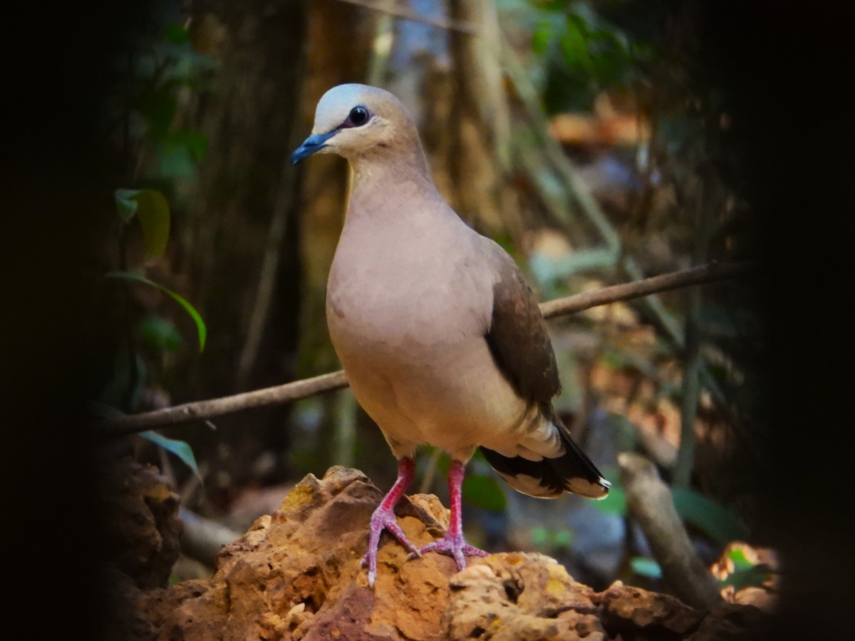 Gray-fronted Dove - ML620321038